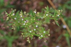 Hedyotis aspera